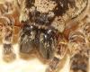 Zoropsis spinimana
